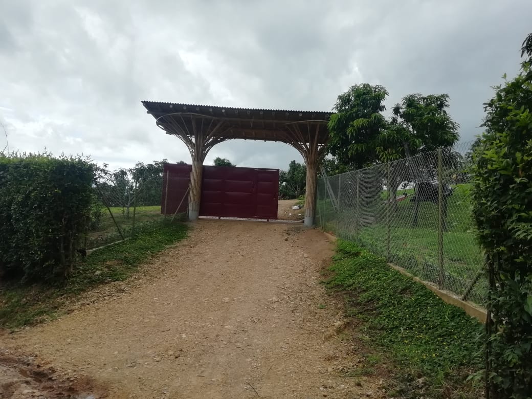 2021-Salamandra - imagen 2